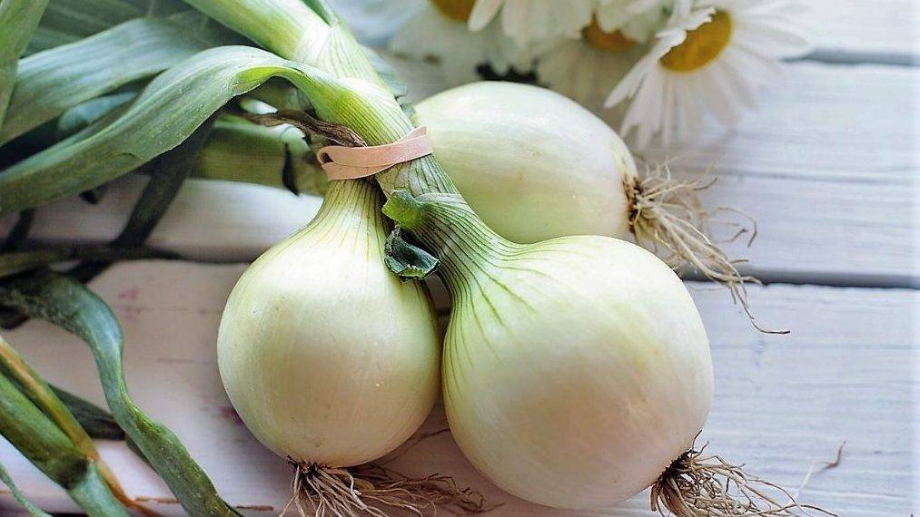 Intersemillas cebolla